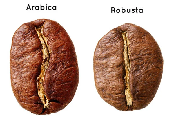 phân biệt arabica và robusta