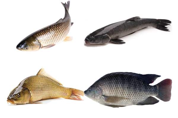 phân biệt các loại cá chép, cá trắm, cá trôi