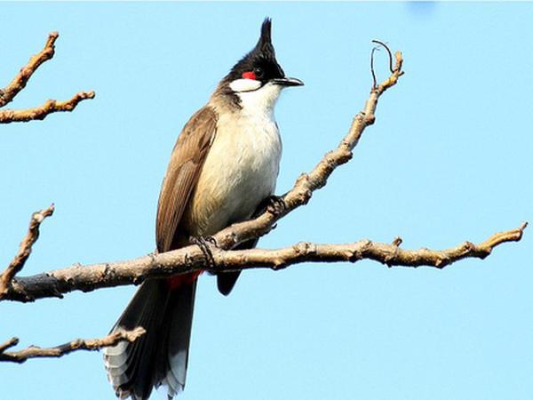 Luận giải ý nghĩa giấc mơ thấy chim chào mào là điềm tốt hay xấu?