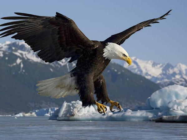 Nằm mơ thấy chim đại bàng có ý nghĩa gì?