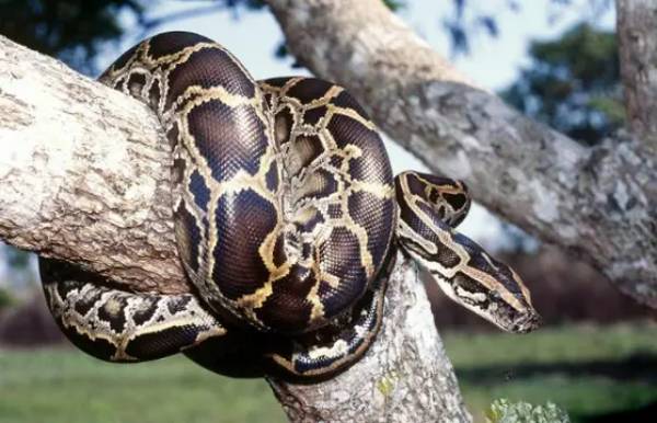 Mộng thấy con trăn khổng lồ