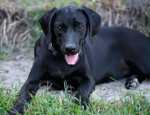 Nằm mơ thấy chó đen có số gì phát tài phát lộc