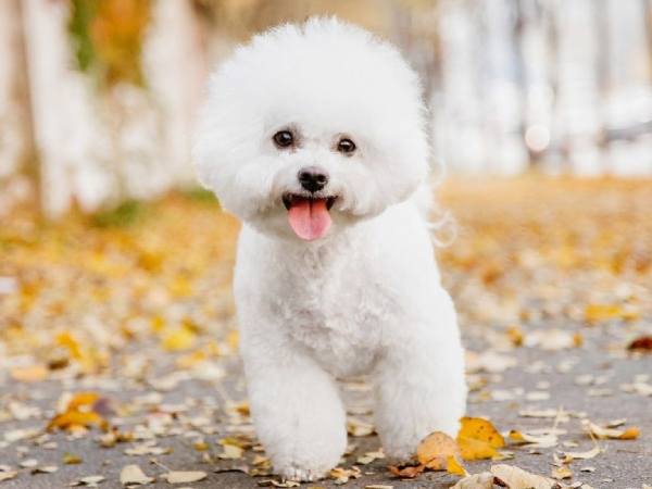 Luận giải ý nghĩa giấc mơ thấy chó trắng là điềm gì?