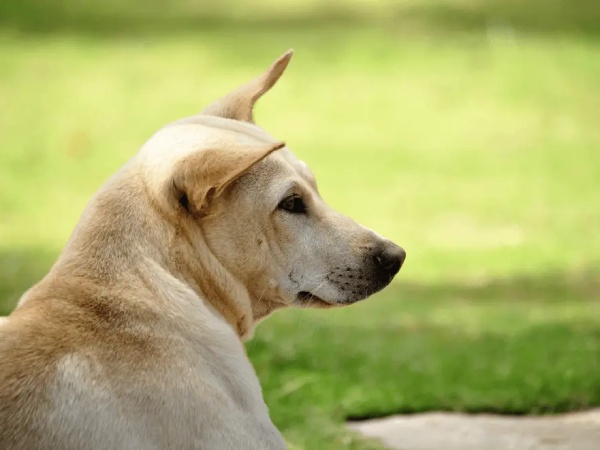 Nằm mơ thấy chó vàng mang ý nghĩa gì có số gì may mắn