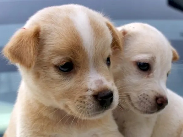 Nằm mơ thấy chó vàng mang ý nghĩa gì có số gì may mắn