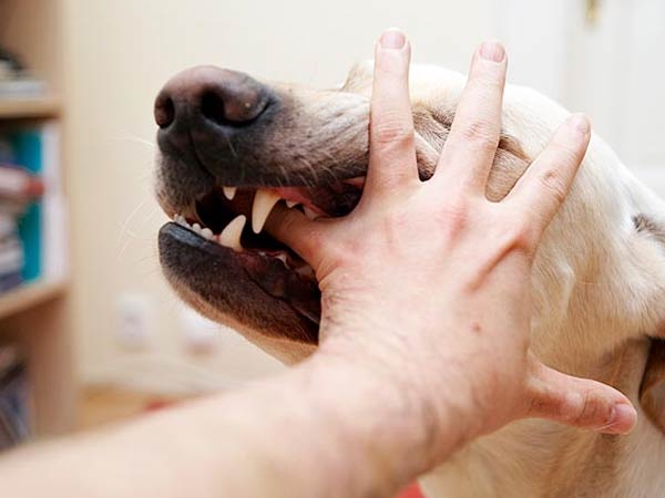 Giải mã nằm mơ thấy bị chó cắn đánh con gì, số mấy may mắn?