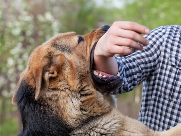 Lý giải nằm mơ thấy bị chó cắn là điềm gì, con gì trúng thưởng?