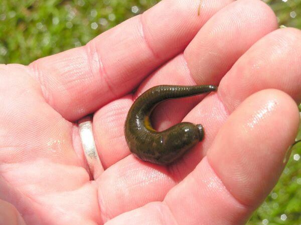 Nằm mơ thấy đỉa có số gì may mắn cho thấy điềm báo gì