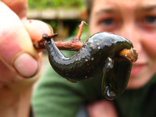 Nằm mơ thấy đỉa có số gì may mắn cho thấy điềm báo gì